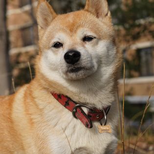 Médaille personnalisée motifs patte de chien | Forme d'os